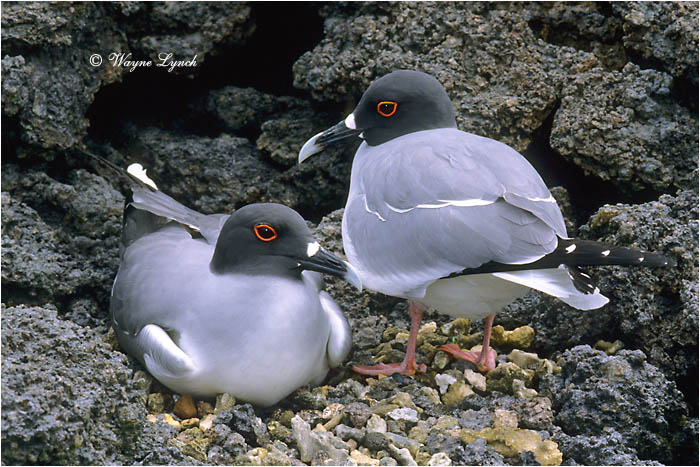 Nesting Swallow-tailed Gulls 102 by Dr. Wayne Lynch ©