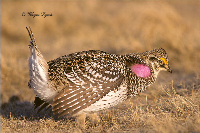 Sharp-tailed Grouse 102 by Dr. Wayne Lynch ©