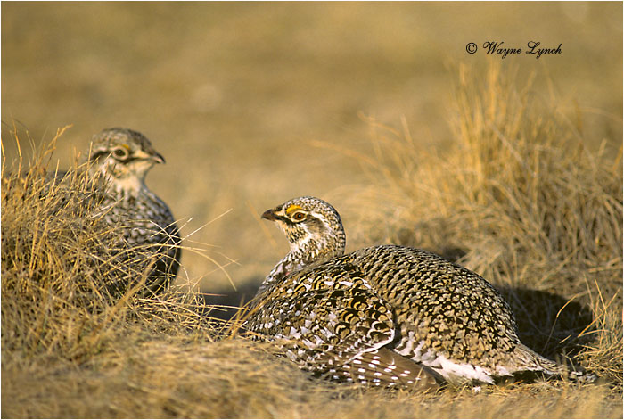 Sharp-tailed Grouse 107 by Dr. Wayne Lynch ©