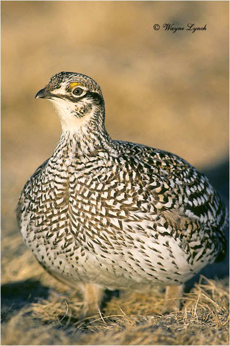 Sharp-tailed Grouse 108 by Dr. Wayne Lynch ©
