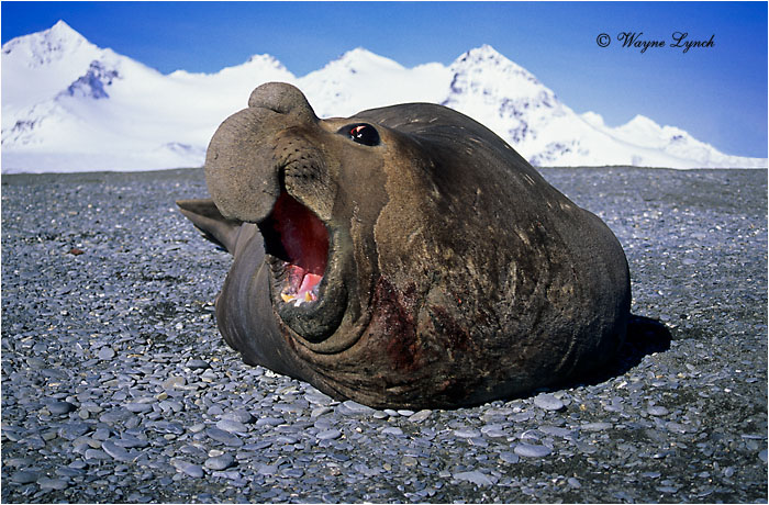 Southern Elephant Seal 102 by Dr. Wayne Lynch ©