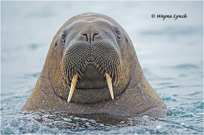 Atlantic Walrus 154 by Dr. Wayne Lynch ©