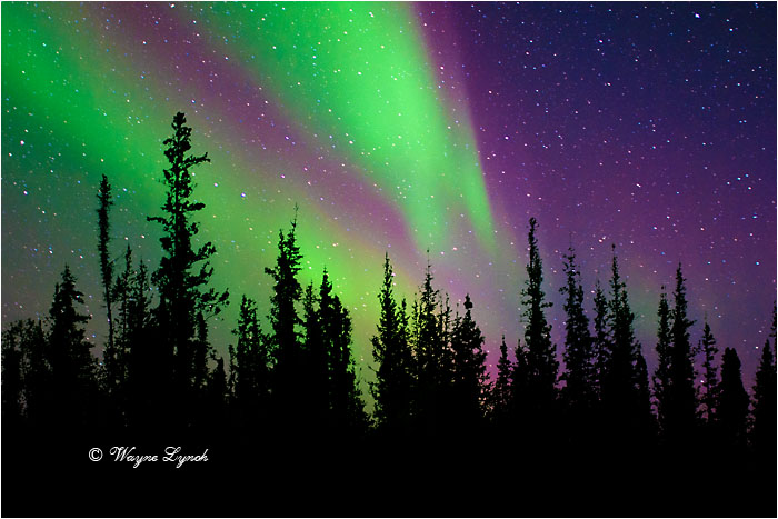 Aurora Borealis by Dr. Wayne Lynch ©