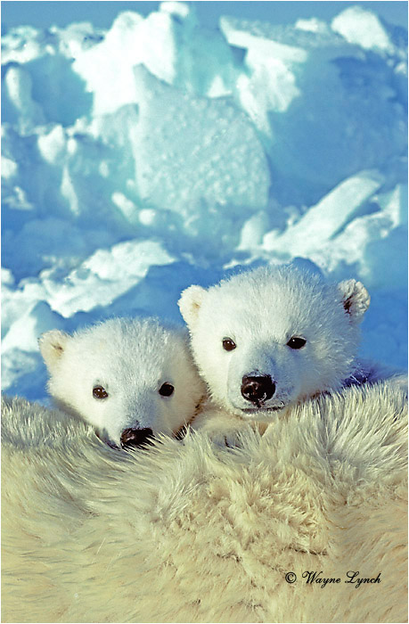 Polar Bear 136 by Wayne Lynch 