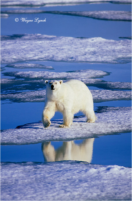 Polar Bear 165 by Dr. Wayne Lynch ©