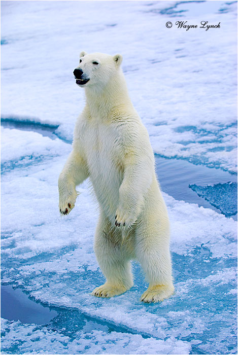 Polar Bear 164 by Dr. Wayne Lynch ©