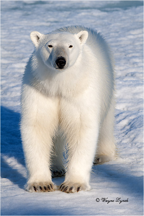 Polar Bear on Pack Ice 218 by Dr. Wayne Lynch ©
