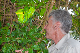 Emerald Tree Boa, Guyana, 2014  by Dr. Wayne Lynch ©