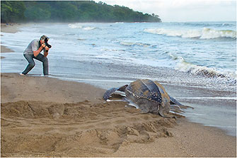 Nesting Leatherback Sea Turtle, Trinidad, 2014 by Dr. Wayne Lynch ©