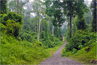 Danum Rainforest, Borneo, 2014 by Dr. Wayne Lynch ©
