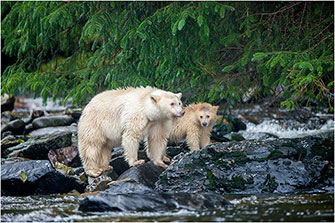 Spirit Bear Mother & Cub, Coastal BC, 2014 by Dr. Wayne Lynch ©