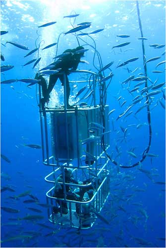 Cage Diving for Sharks, Mexico 2011