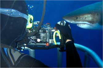 Wayne & Great White Shark 2011 