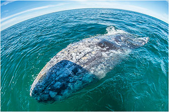 Gray Whale Baja California 2018 by Dr. Wayne Lynch ©