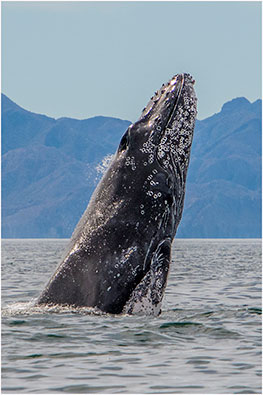 Breaching Humpback Whale Baja California 2018 by Dr. Wayne Lynch ©