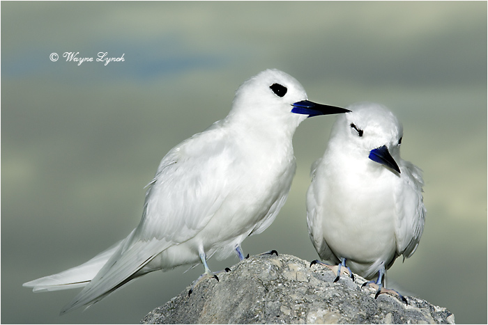 White Terns Allopreening 104 by Dr. Wayne Lynch ©
