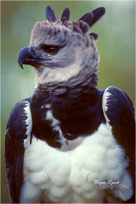 Harpy Eagle Brazil 101 by Dr. Wayne Lynch ©