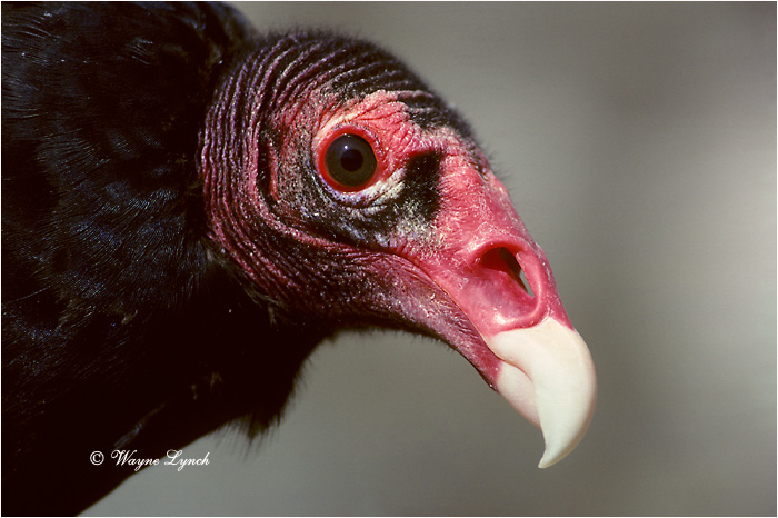 Turkey Vulture 106 by Dr. Wayne Lynch ©