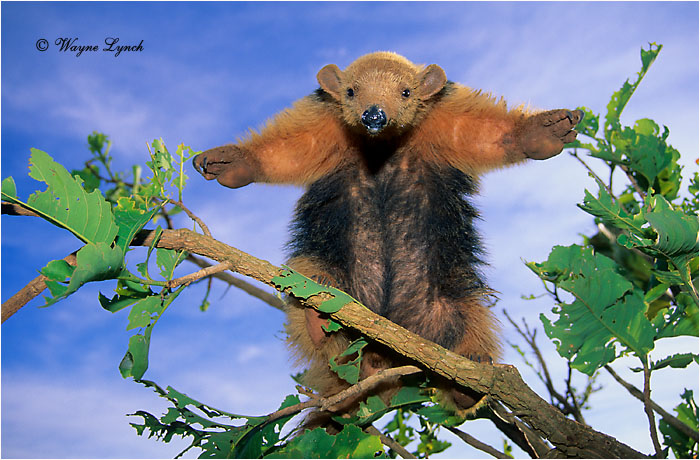 Collared Anteater 102 by Dr. Wayne Lynch ©