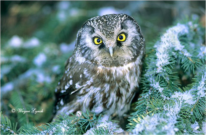 Boreal Owl 113 by Wayne Lynch ©