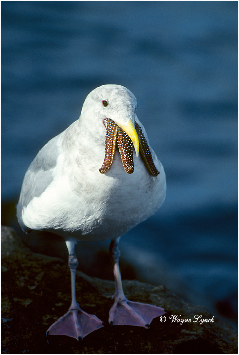 Western Gull Swallowing Sea Star  by Dr. Wayne Lynch ©