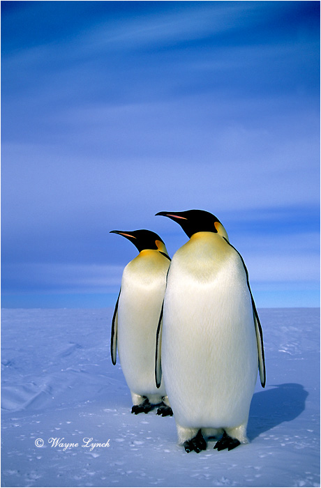 Emperor Penguin 108 by Dr. Wayne Lynch ©