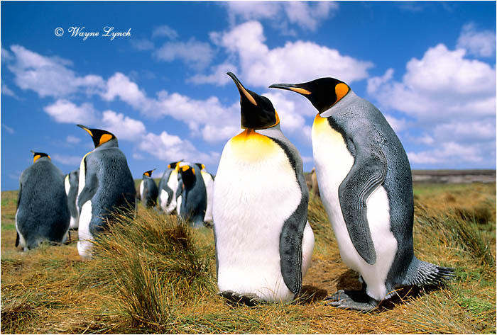 King Penguin 103 by Dr. Wayne Lynch ©