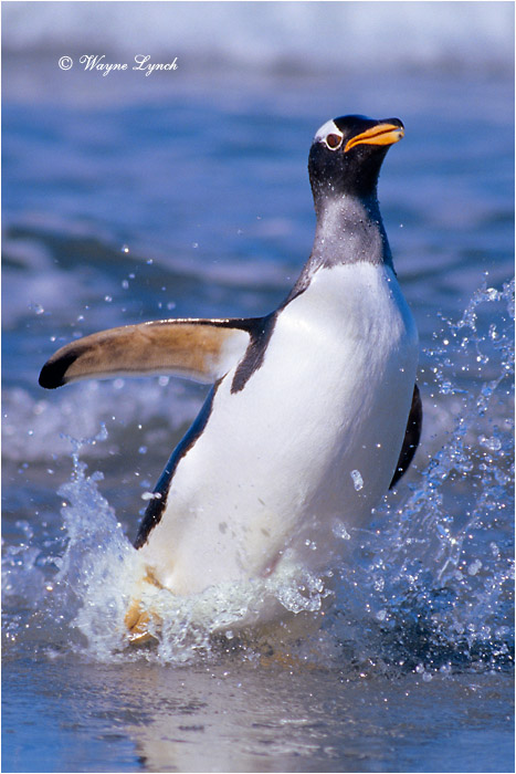Gentoo Penguin 104 by Dr. Wayne Lynch ©