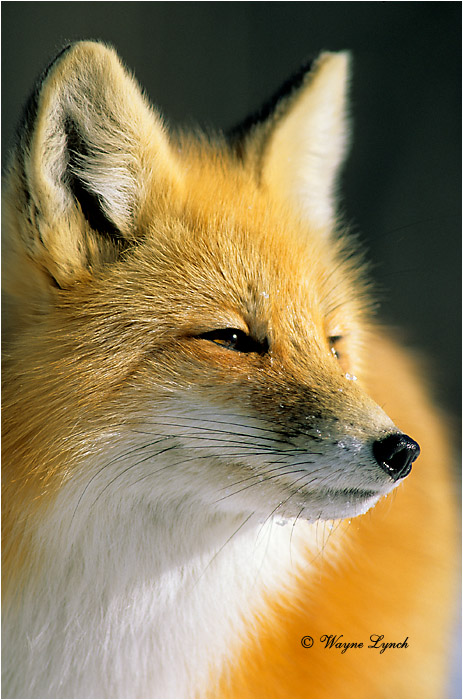 Red Fox 106 by Wayne Lynch ©