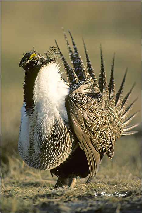 Greater Sage Grouse 101 by Wayne Lynch ©