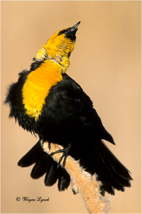 Yellow-headed Blackbird 101 by Wayne Lynch ©