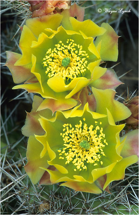 Prickly Pear Cactus 102 by Wayne Lynch ©