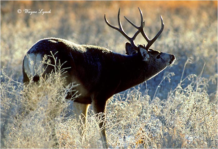 Mule Deer 101 by Wayne Lynch ©