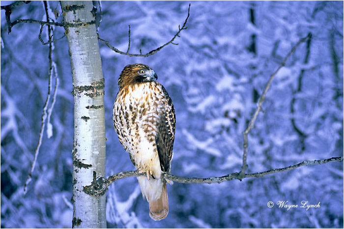 Red-tailed Hawk 101 by Wayne Lynch ©