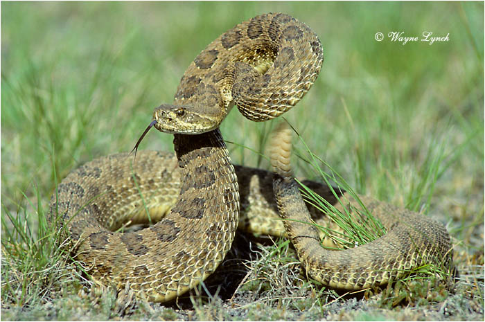 Prairie Rattlesnake 102 by Wayne Lynch ©