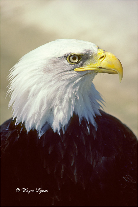 Bald Eagle 103 by Wayne Lynch ©