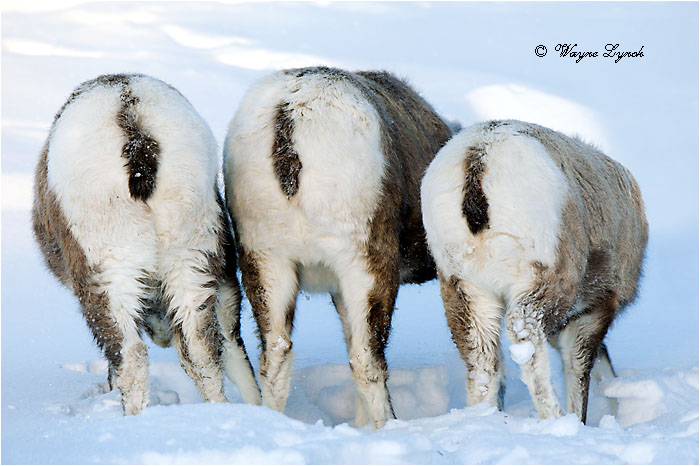 Bighorn Sheep Ewes138 by Dr. Wayne Lynch ©