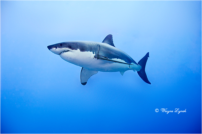 Great White Shark 126 by Dr. Wayne Lynch ©