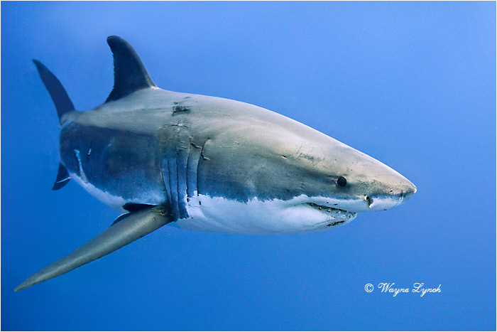 Great White Shark 124 by Dr. Wayne Lynch ©