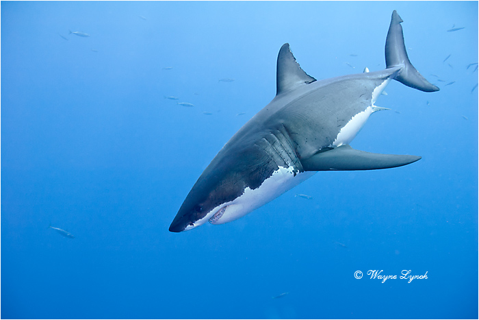 Great White Shark 107 by Dr. Wayne Lynch ©