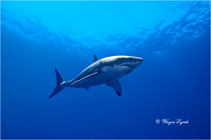 Great White Shark 108 by Dr. Wayne Lynch ©