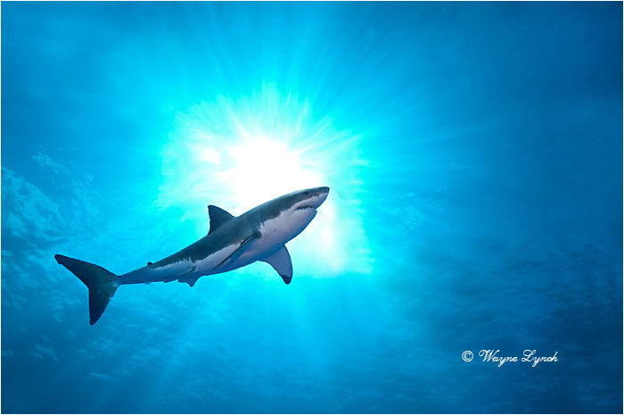 Great White Shark 114 by Dr. Wayne Lynch ©