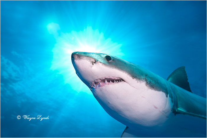 Great White Shark 113 by Dr. Wayne Lynch ©