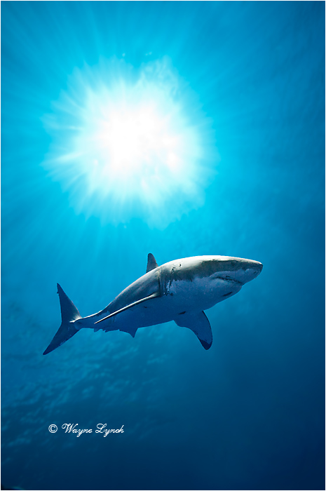 Great White Shark 115 by Dr. Wayne Lynch ©