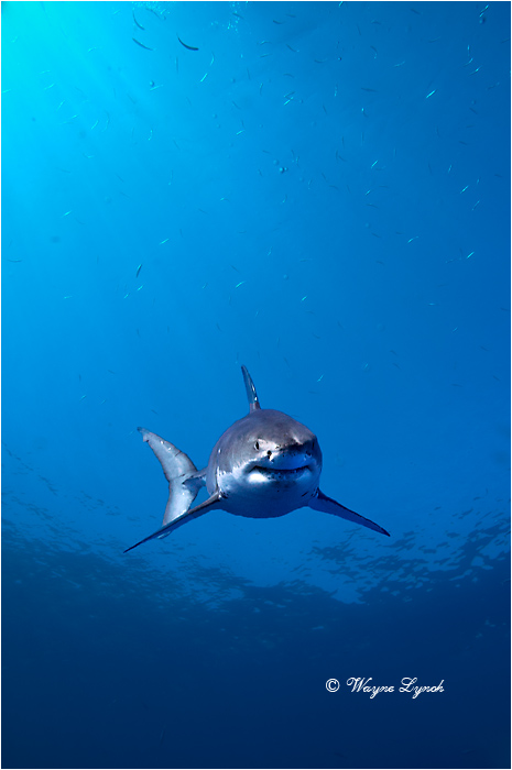 Great White Shark 102 by Dr. Wayne Lynch ©