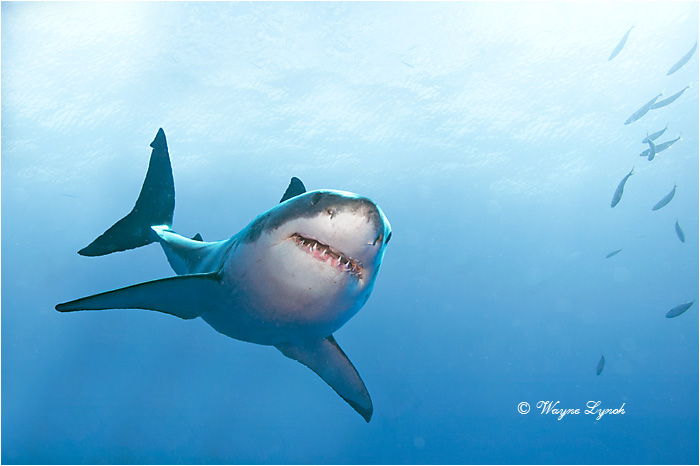 Great White Shark 112 by Dr. Wayne Lynch ©