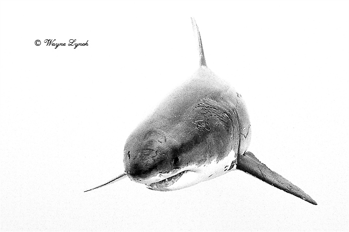 Great White Shark 128 by Dr. Wayne Lynch ©