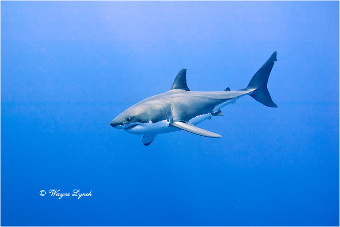 Great White Shark 111 by Dr. Wayne Lynch ©
