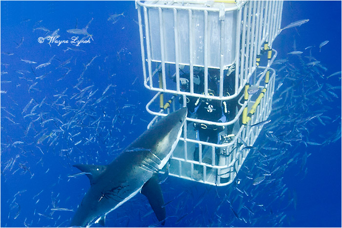 Cage Diving with Great White Sharks 104 by Dr. Wayne Lynch ©