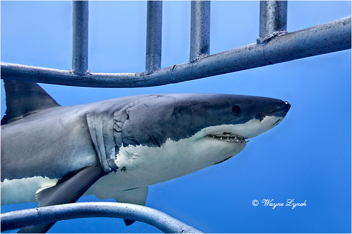 Cage Diving with Great White Sharks 105 by Dr. Wayne Lynch ©